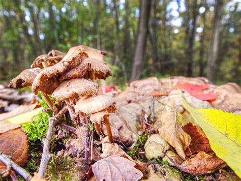 Mushrooms Grow On A Leaves And Moss Covered Stump Stock Photo Image