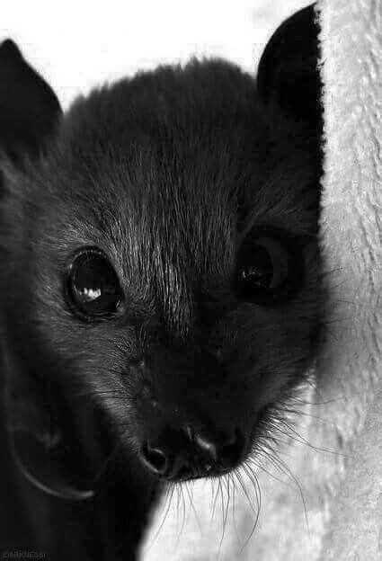 The Sweetest Little Baby Bat Cute Bat Animals Beautiful Cute Animals