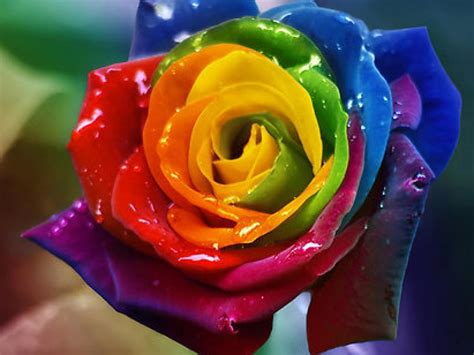 Rainbow Rose Wallpapers Wallpaper Cave