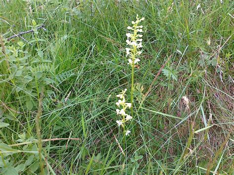Nattviol? - Vilda växter och ogräs - Trädgård iFokus