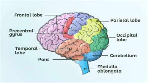 Inside Human Brain Diagram Labeled