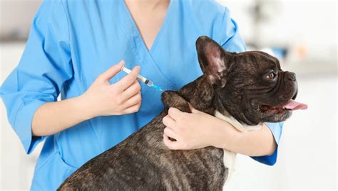 Diabetes In Dogs 8 Ways To Prevent And Treat It