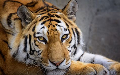 Фотография Тигры Взгляд животное 1920x1200
