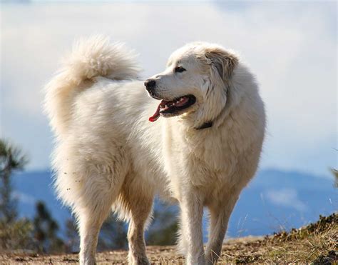 Great Pyrenees Dog Breed Information Pictures And More