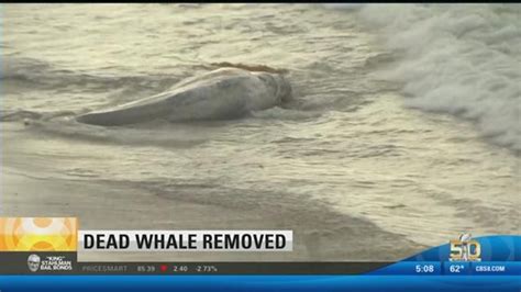 Dead Baby Whale Discovered In Solana Beach