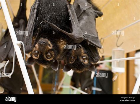 Spectacled Flying Foxes Pteropus Conspicillatus Orphans In Tolga Bat