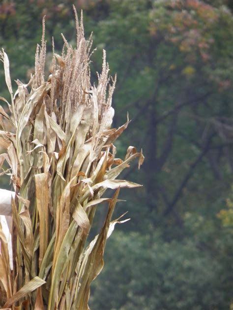 Corn Stalk Adornments Autumn Inspiration Simply Beautiful Green Man