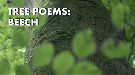 Tree Poems Beech Youtube
