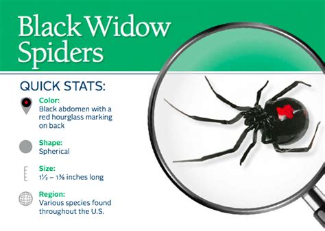 How To Get Rid Of Black Widows How To Guide