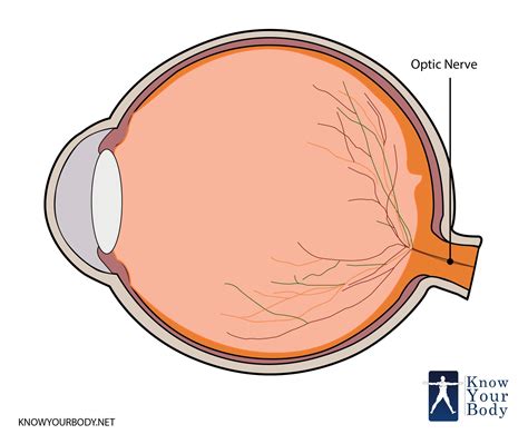 The Optic Nerve Is The Second Nerve Out Of The Twelve Cranial Nerves