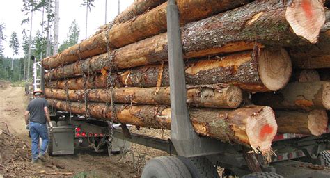 Once the project is synced just plant a timber debug tree in and that's all we need to do in order to use timber. Timber Harvesting Research | Research Forests
