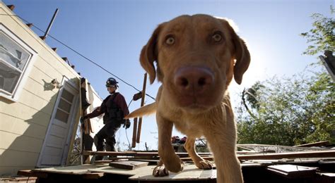 Cadaver Dog Work More Accepted By Cops Courts 893 Kpcc