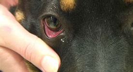 Signs of dog pink eye include Dog Pink Eye : Diagnosis & Natural Treatment
