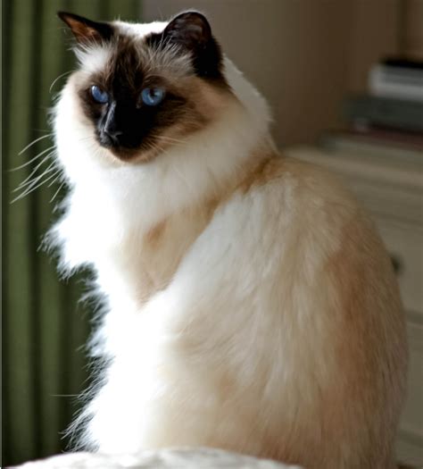 Top 48 Image Siamese Cat Long Hair Vn
