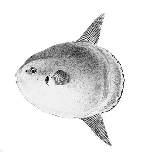 Ocean Sunfish Common Mola Mola Mola Display Full Image
