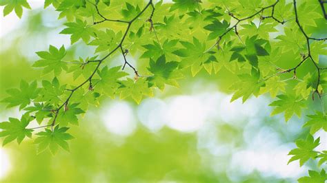 Fresh Green Leaves Theme Desktop Wallpapers 05 1366x768