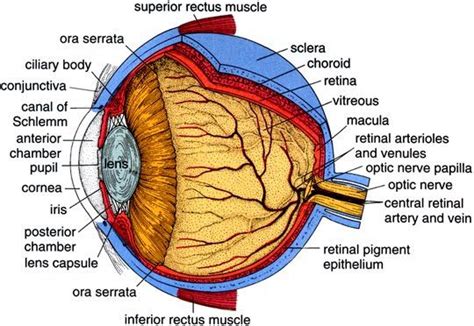 Anatomy Of The Eye Sclera Anatomy
