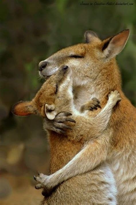 21 Cutest Baby Animal Hugs
