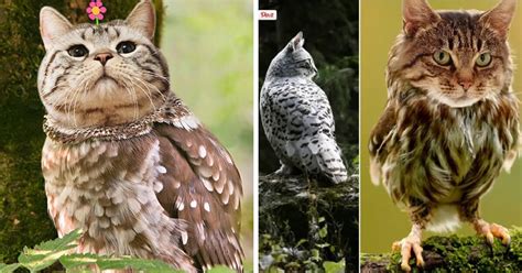 Cat And Owl Combine To Form The Adorably Bizarre Meowl