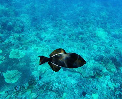 Black Triggerfish Fish Breed Profile