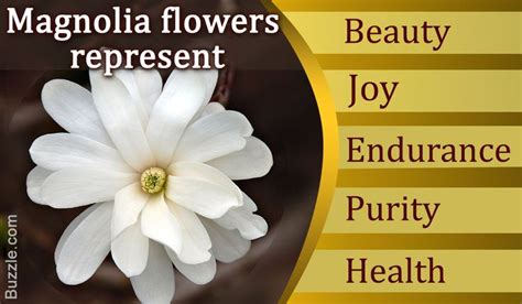 Magnolia Flower Symbolism And Meaning Flower Meanings Magnolia