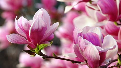 Pink Magnolia Blossom Flowers With Green Leaves Hd Magnolia Wallpapers