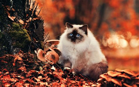 Cat In Autumn Leaves Hd Wallpaper Background Image 2560x1603