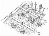 Irrigation Getdrawings Sprinklers Drips Dummies sketch template