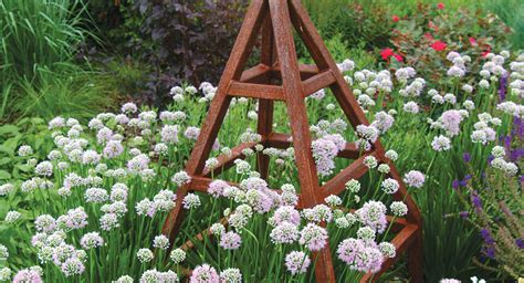The Best Summer Alliums To Grow Plant Trial Results Finegardening