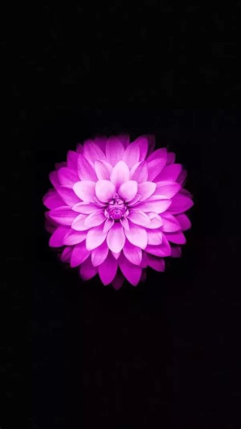 What Is The Flower That We See On Apples Iphone 6 Default Lock Screen