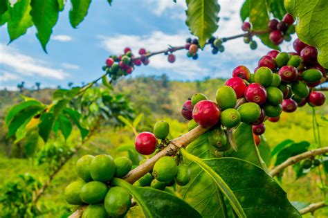 Global Warming Will Make It Difficult To Grow Coffee Scientists Say