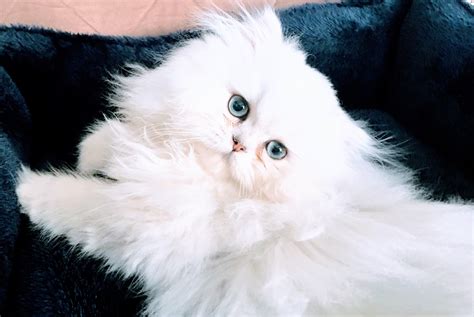 White Fluffy Cats Breeds