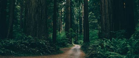 Download Wallpaper 2560x1080 Forest Trees Path Plants Dual Wide