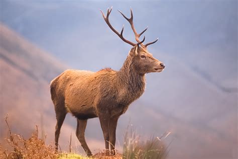 Scottish Red Deer Stag Glen Etive Scotland Wildlife Port Flickr