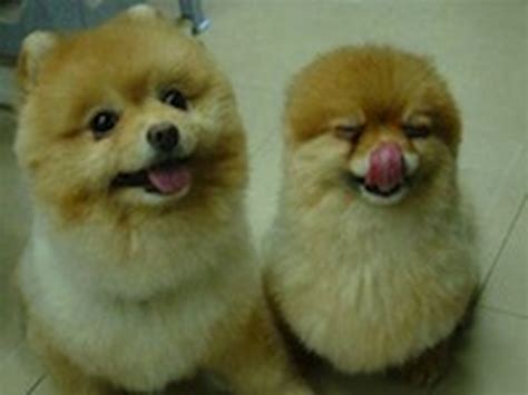 See The Cutest Fluffiest Happiest Little Puppies Ever