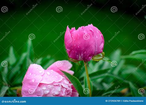 Beautiful Pink Peonies In The Garden Rain Drops On Blossoms Stock