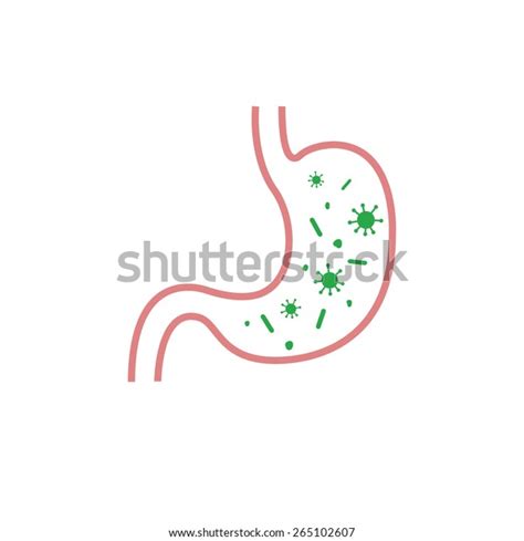 Human Stomach Viruses Bacteria Vector Illustration Stock Vector