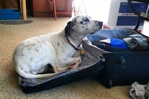 Heart Breaking Photos Of Miserable Pets Watching Their Owners Pack For
