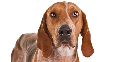 American English Coonhound Dog Breed Information English