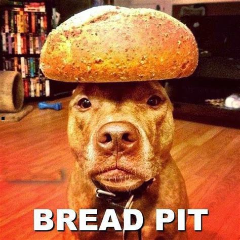 Pit Bull Humor Bread Pit Brad Pitt Funny Dog Pictures Lol