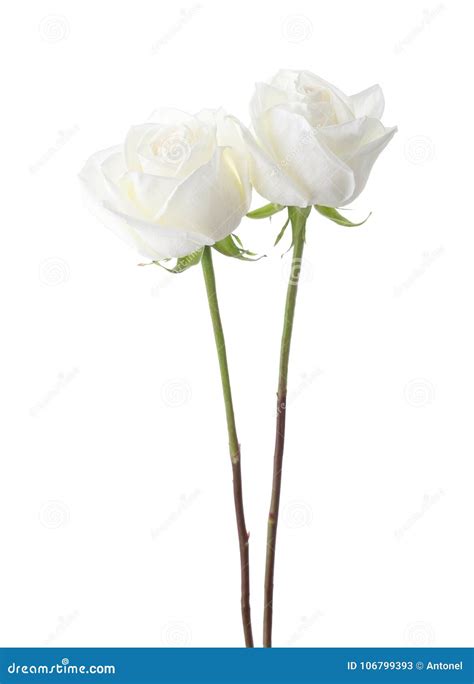 Two White Roses Isolated On White Background Stock Image Image Of