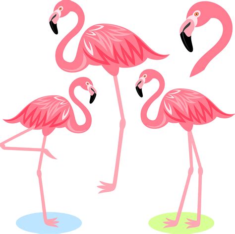 Flamingo Bird Illustration Cartoon Free Frame Clipart Cartoon
