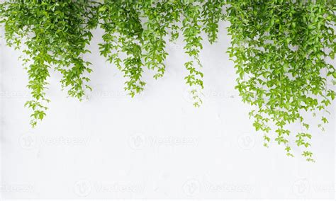 Virginia Creeper Vine On White Concrete Wall Background With Copy Space