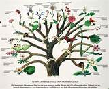 Theory Of Evolution Tree Photos