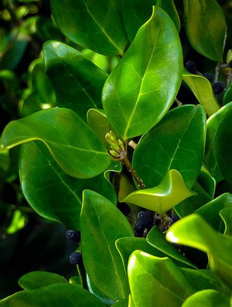 Waxleaf Privet Ground Cover Plants Perfect Plants Trees To Plant