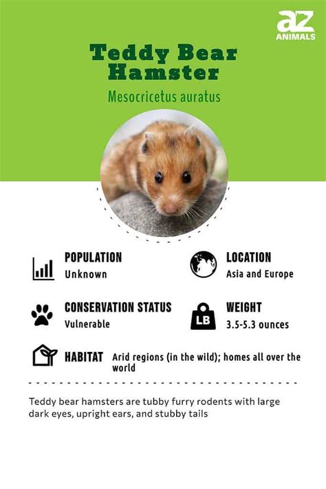Teddy Bear Hamster Animal Facts Mesocricetus Auratus A Z Animals