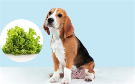 Can Dogs Eat Lettuce The Best Information For Your Dogs Health