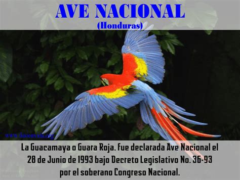 El Ave Nacional De Honduras