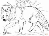 Coloring Coyote Crouching Printable sketch template