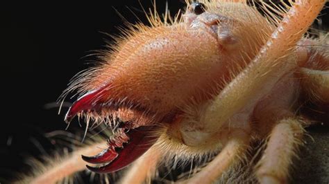 Bbc Earth Inside The Jaws Of Camel Spiders